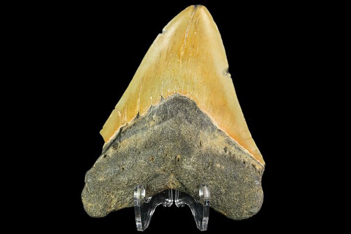 Fossil Megalodon Tooth - North Carolina #109855